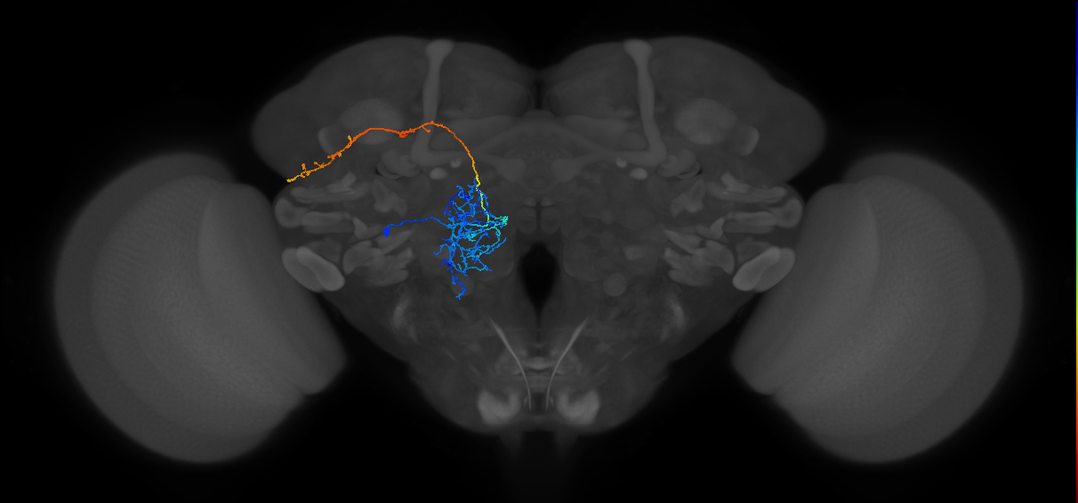 M_lPNm11D_L (MaleCNS:22717)