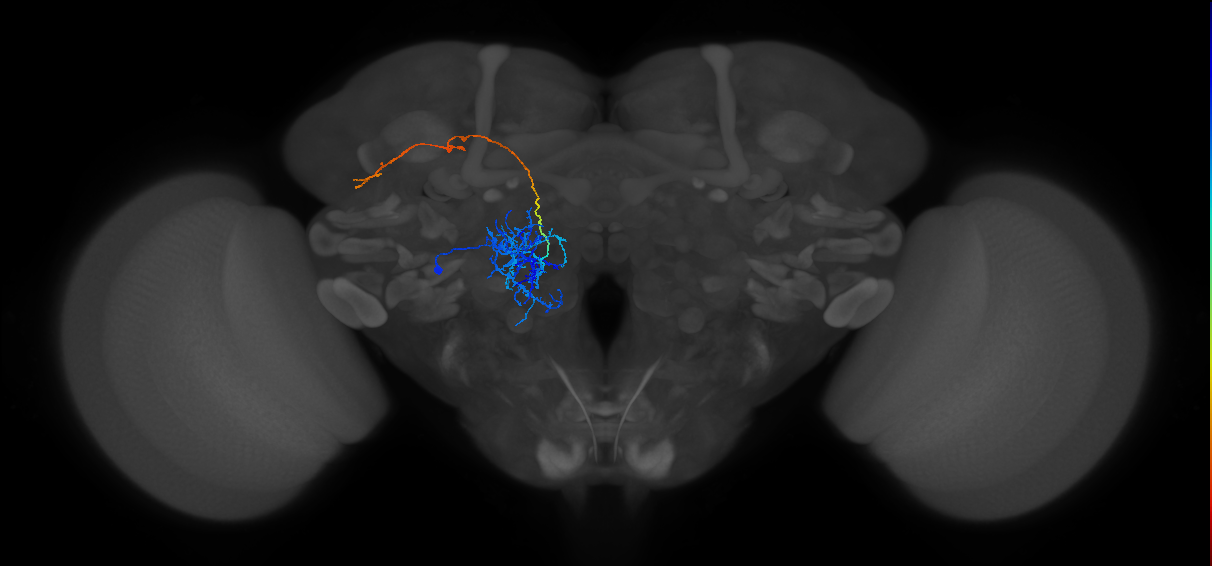 M_lPNm11D_L (MaleCNS:31348)