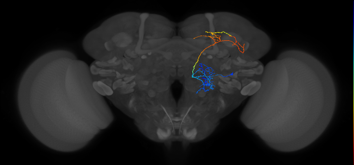 M_lPNm13_R (MaleCNS:59796)