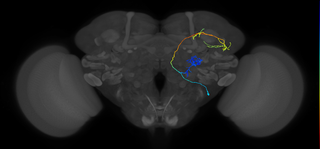 M_lvPNm45_R (MaleCNS:26657)
