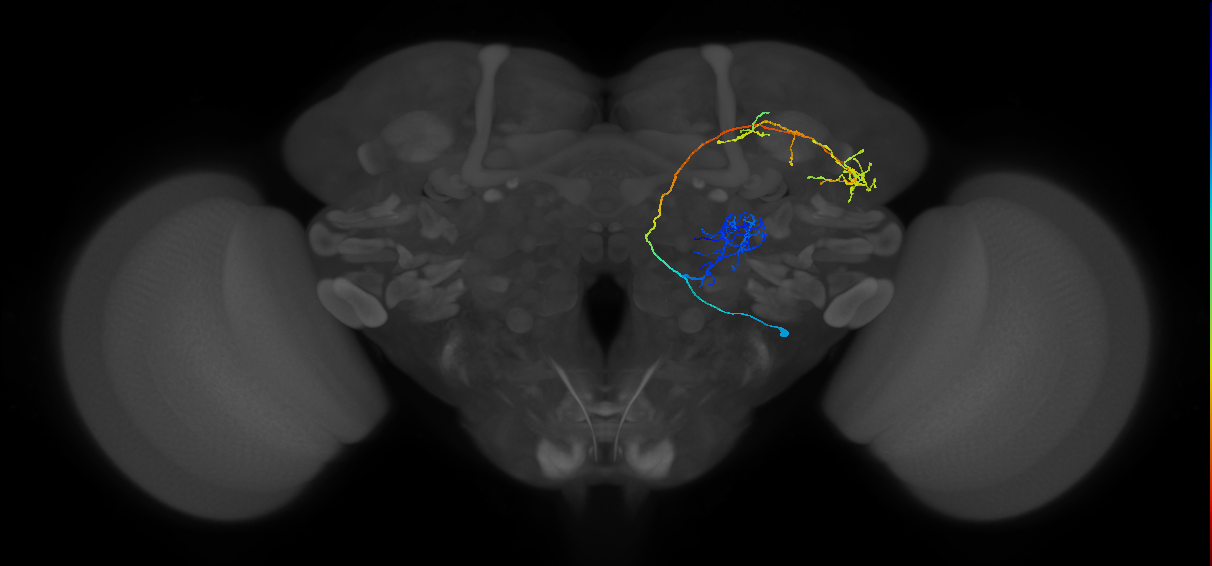M_lvPNm45_R (MaleCNS:564848)