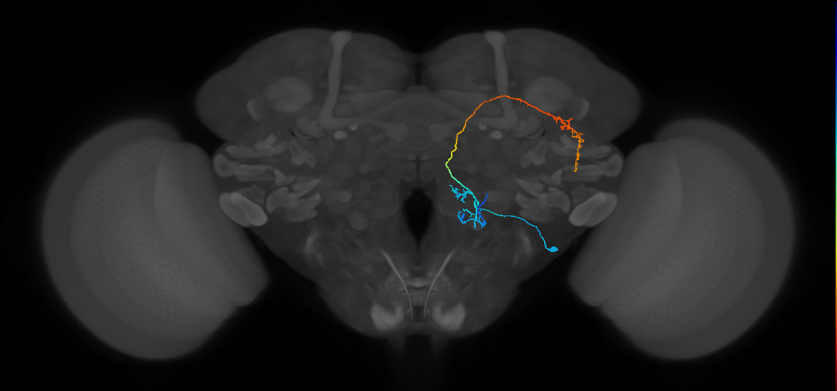 M_lvPNm48_R (MaleCNS:51281)