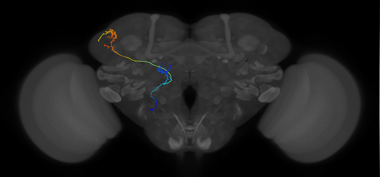 M_vPNml53_L (MaleCNS:113958)