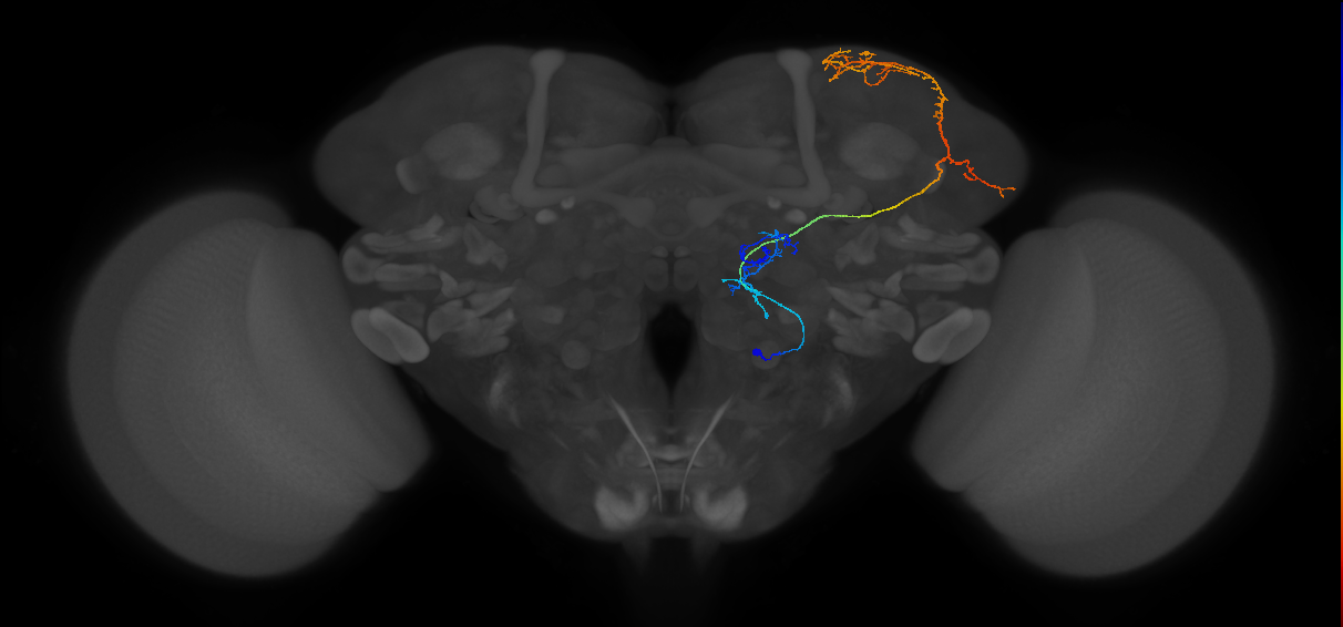 M_vPNml53_R (MaleCNS:41238)