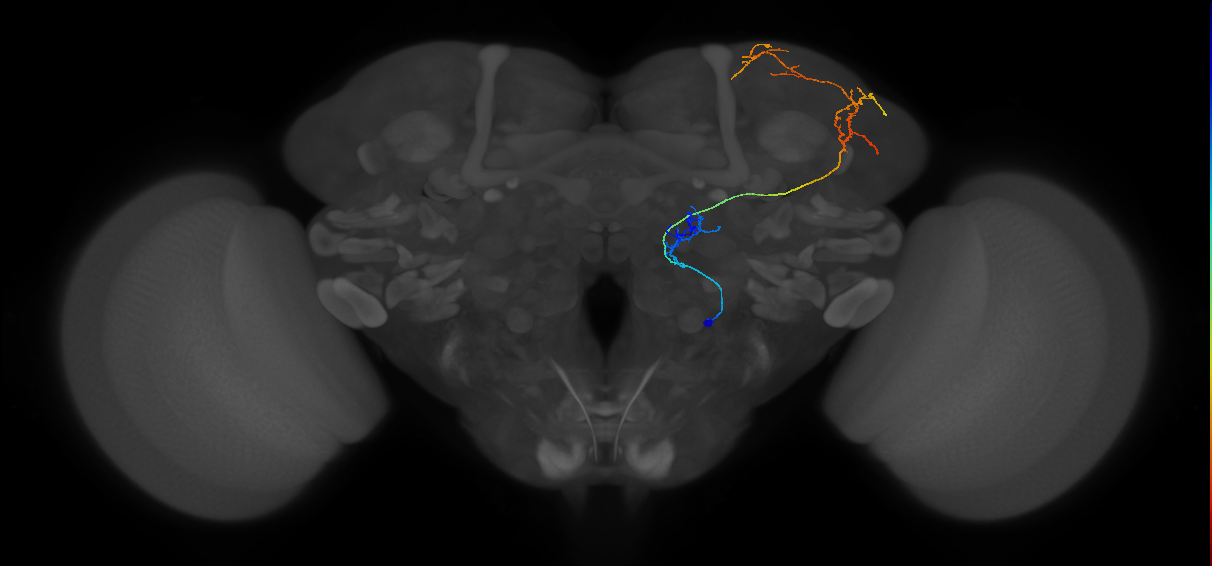 M_vPNml53_R (MaleCNS:68869)