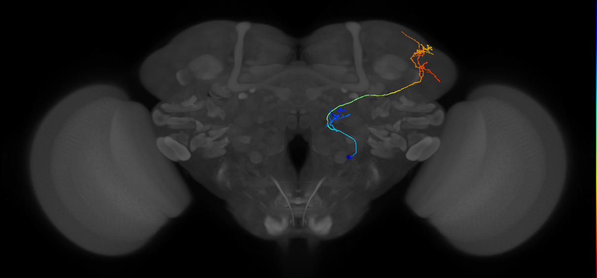M_vPNml53_R (MaleCNS:71719)