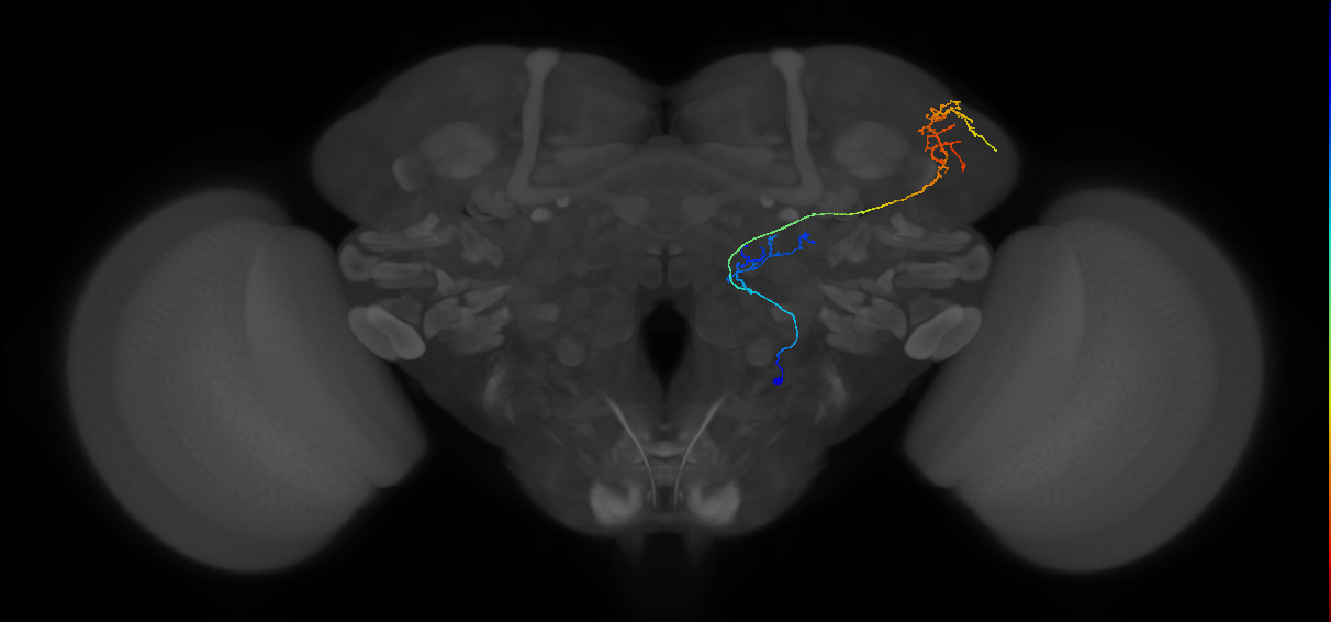 M_vPNml53_R (MaleCNS:76172)