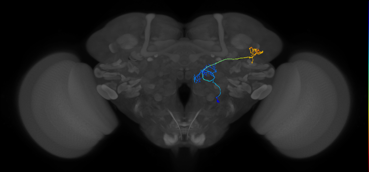 M_vPNml72_R (MaleCNS:527566)
