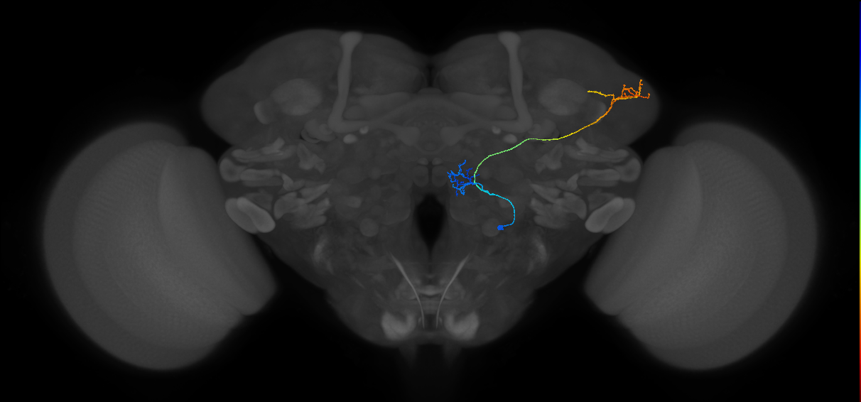 M_vPNml83_R (MaleCNS:121369)