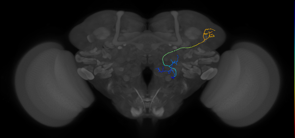 M_vPNml84_R (MaleCNS:106984)