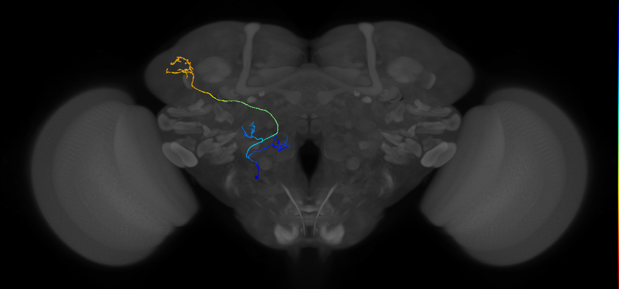 M_vPNml84_L (MaleCNS:140776)