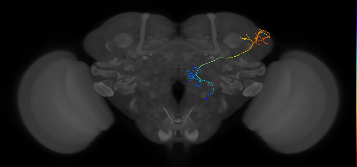 M_vPNml87_R (MaleCNS:48817)