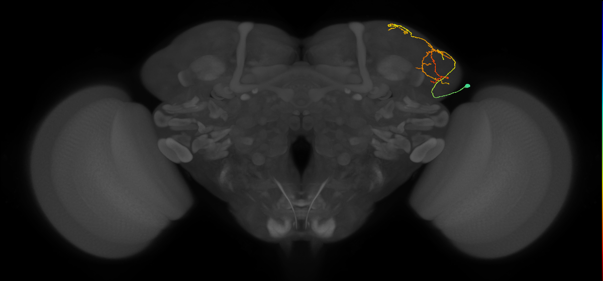 LHAV5a2_a1_R (MaleCNS:96549)