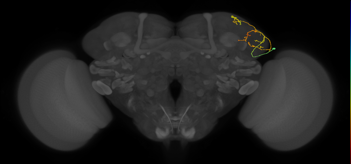 adult VPNl&d1 lineage neuron