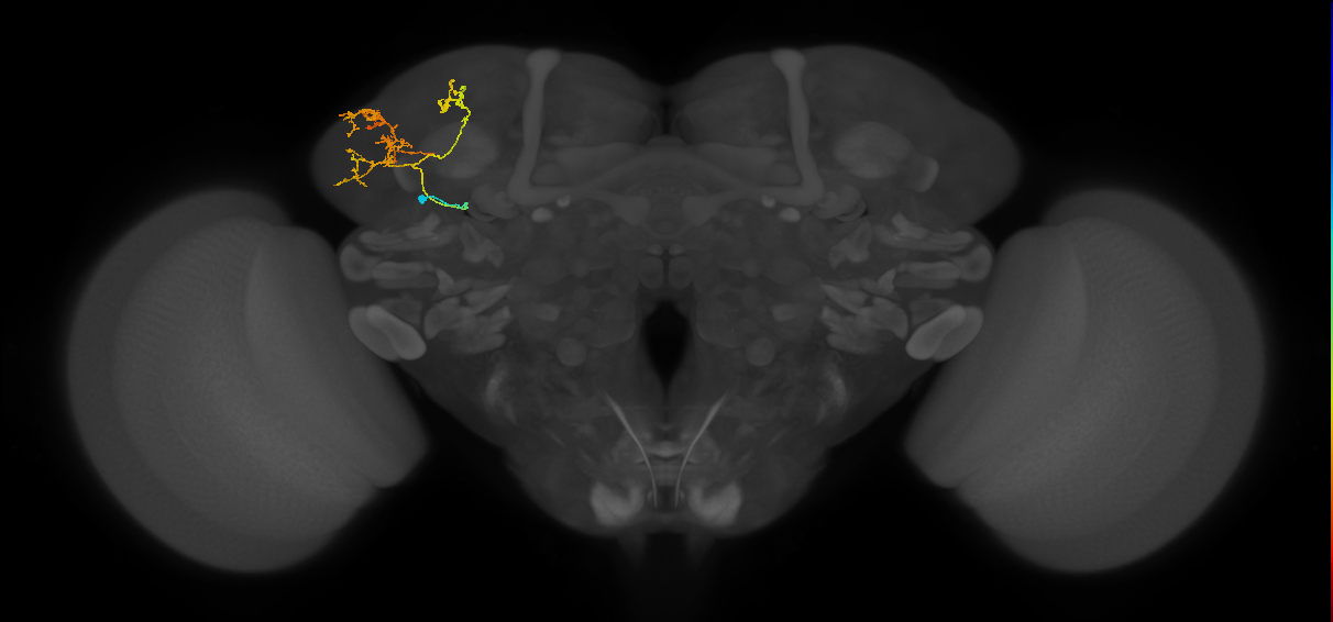 adult AOTUv2 lineage neuron