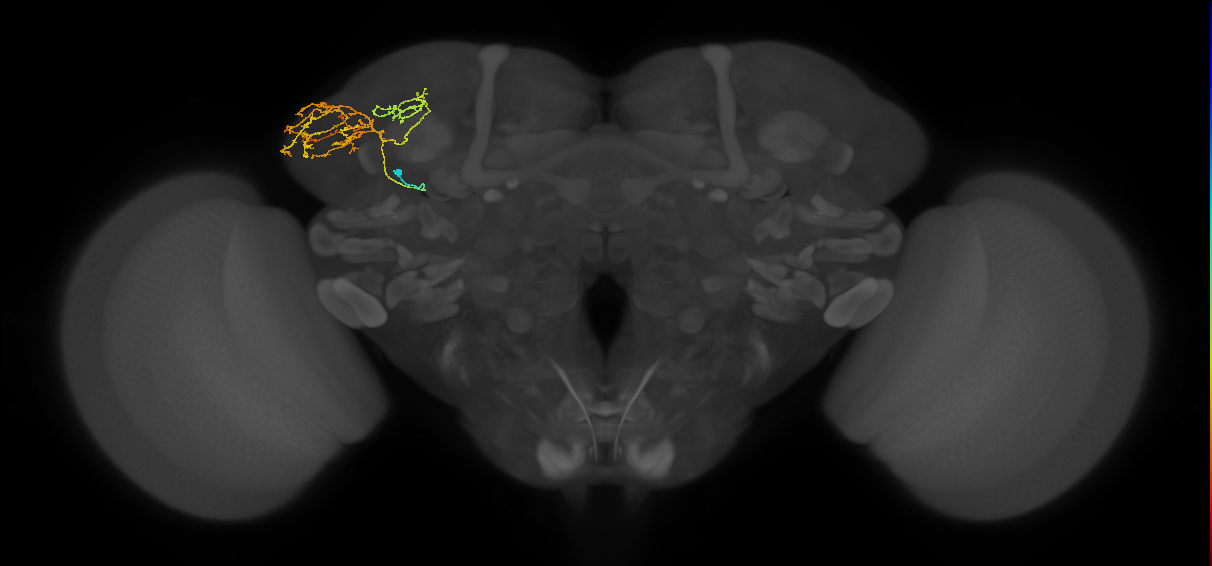 adult AOTUv2 lineage neuron
