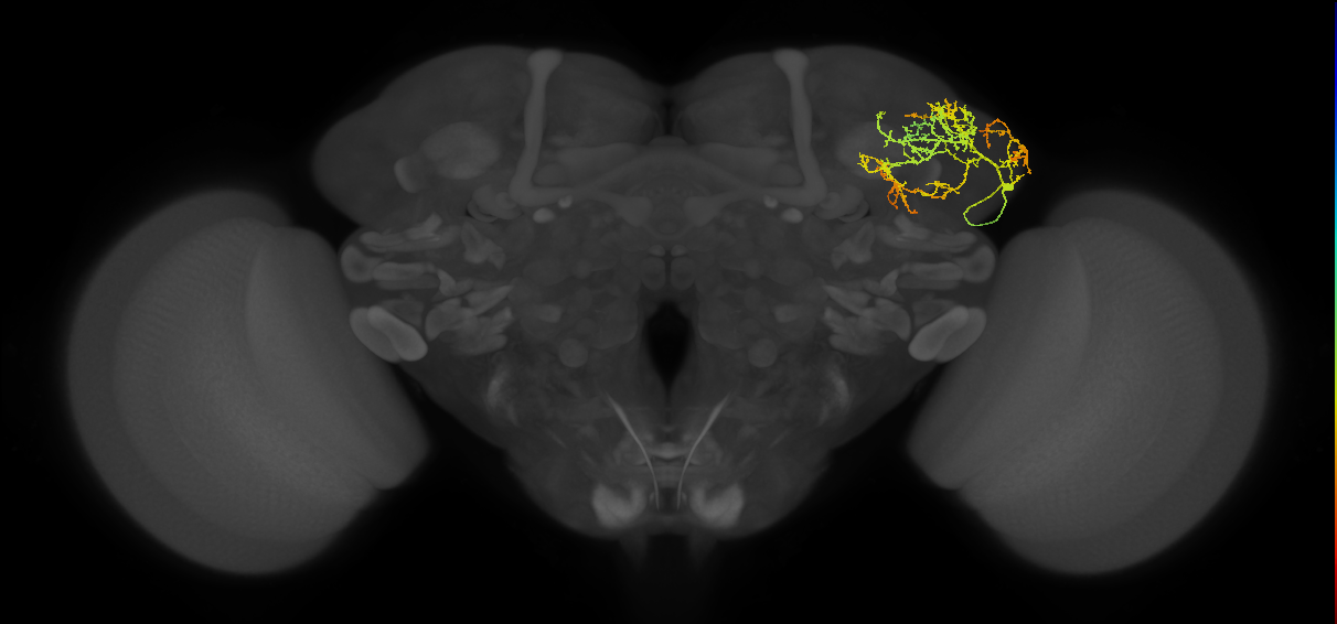 LHCENT13_a_R (MaleCNS:35482)