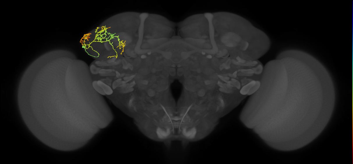 LHCENT13_a_L (MaleCNS:28990)