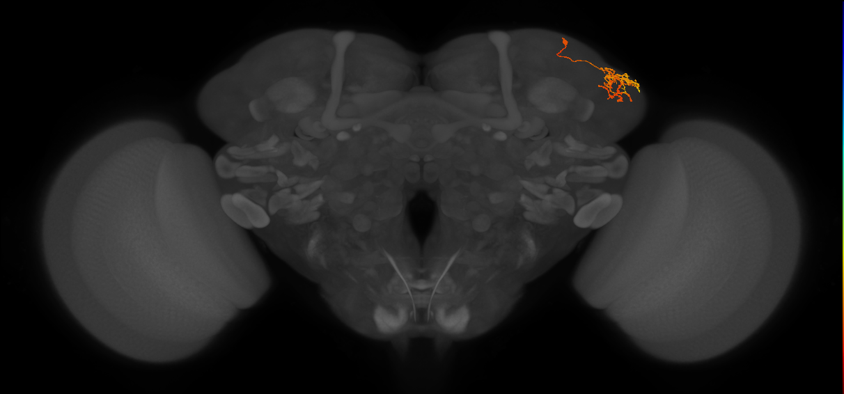 LHPD3a4_c_R (MaleCNS:77939)