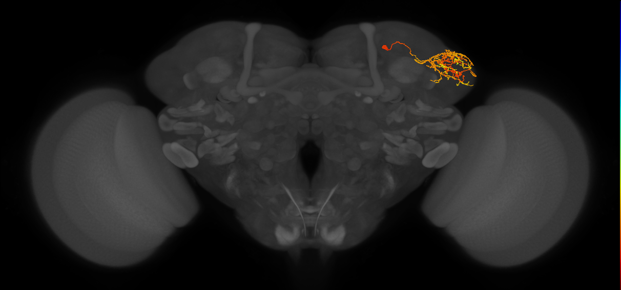 adult CB1134 neuron