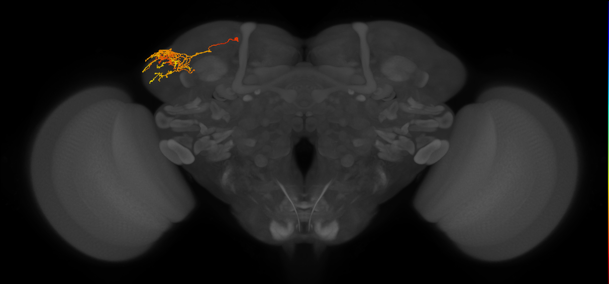 adult CB1134 neuron