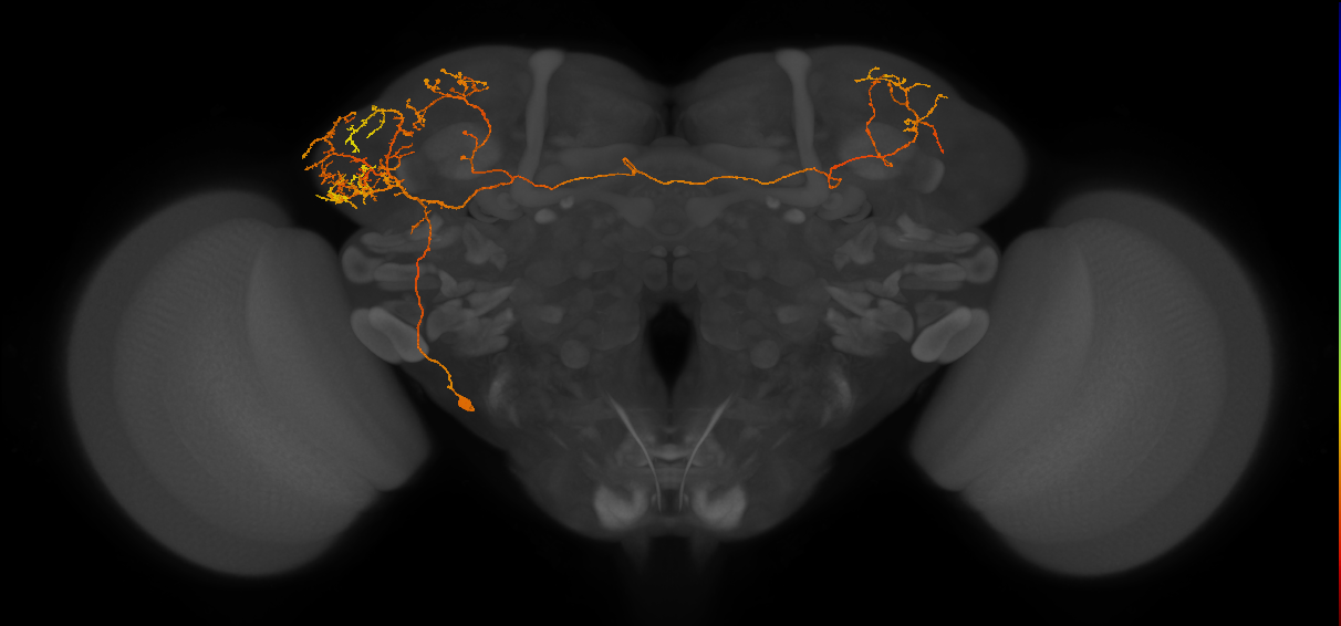 LHPV1c1