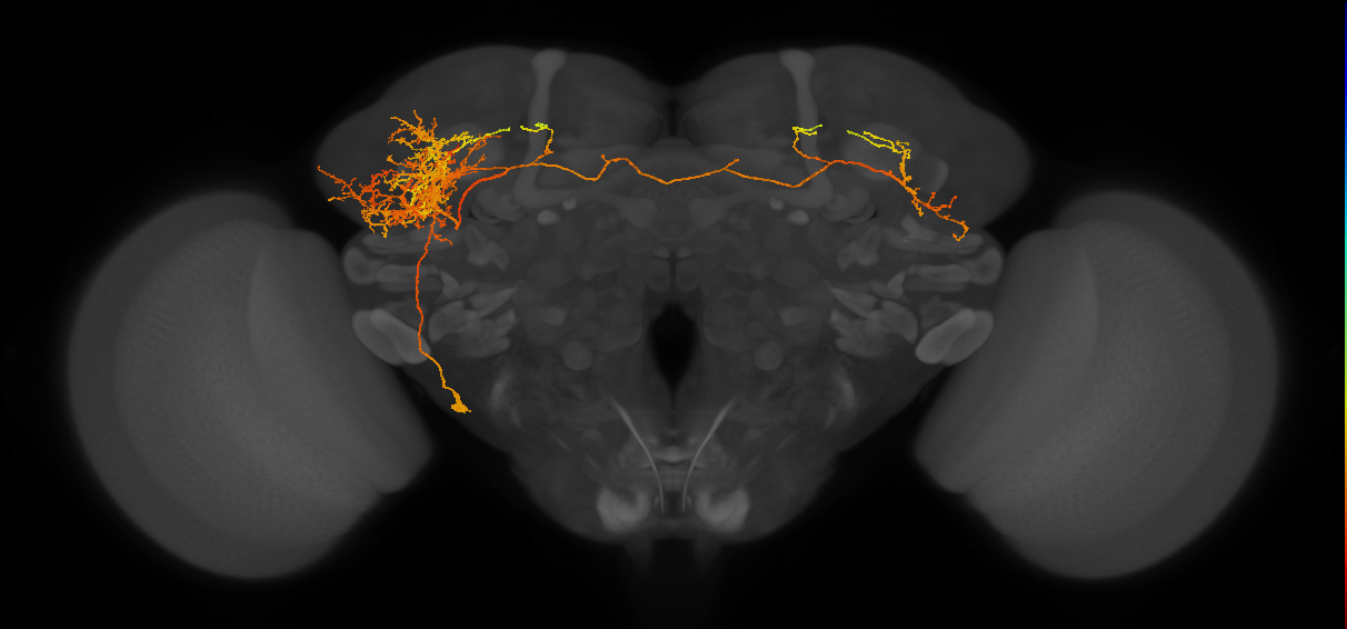 LHPV1c2