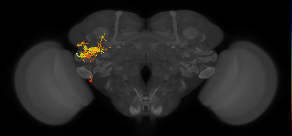 LHPV1d1