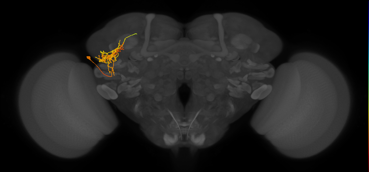 LHPV2a1_c_L (MaleCNS:32958)