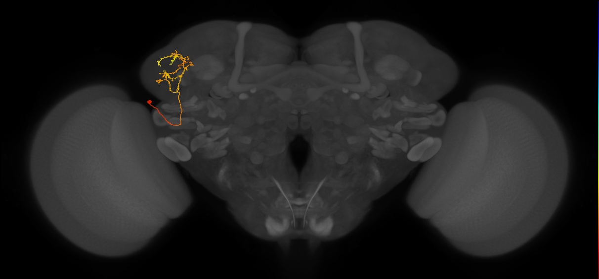LHPV2a4_L (MaleCNS:73426)