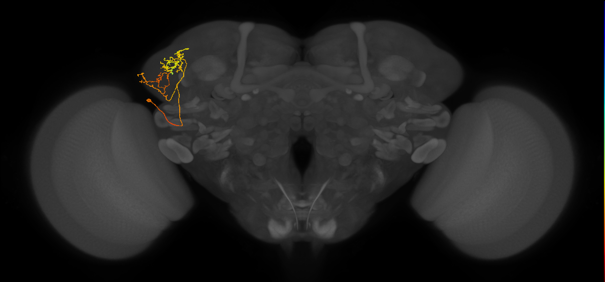 LHPV2b2_a_L (MaleCNS:126247)