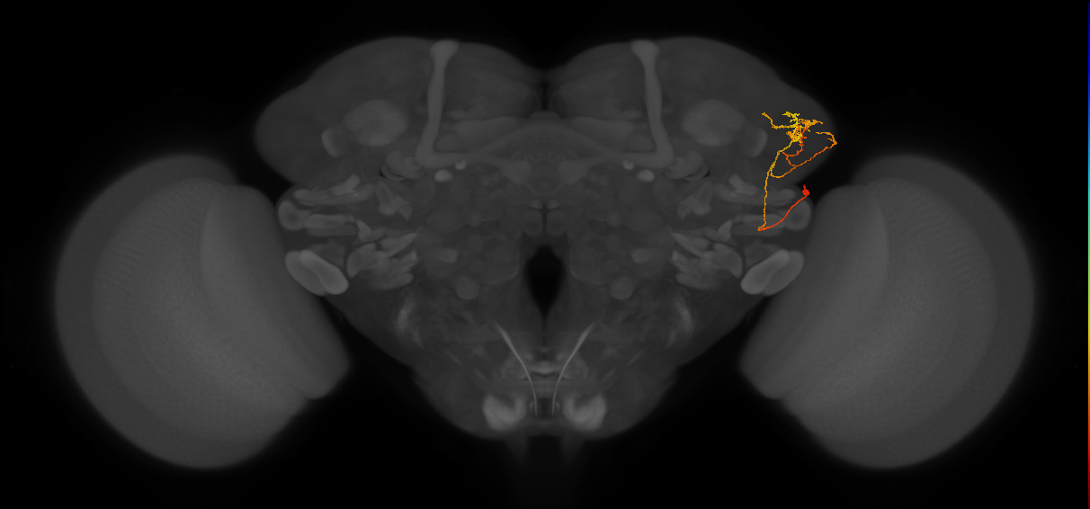 LHPV2b2_a_R (MaleCNS:111335)