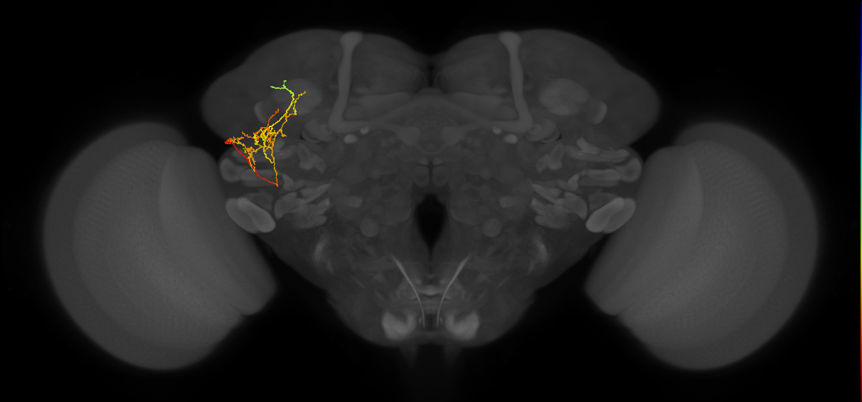adult VLPp&l1 lineage neuron
