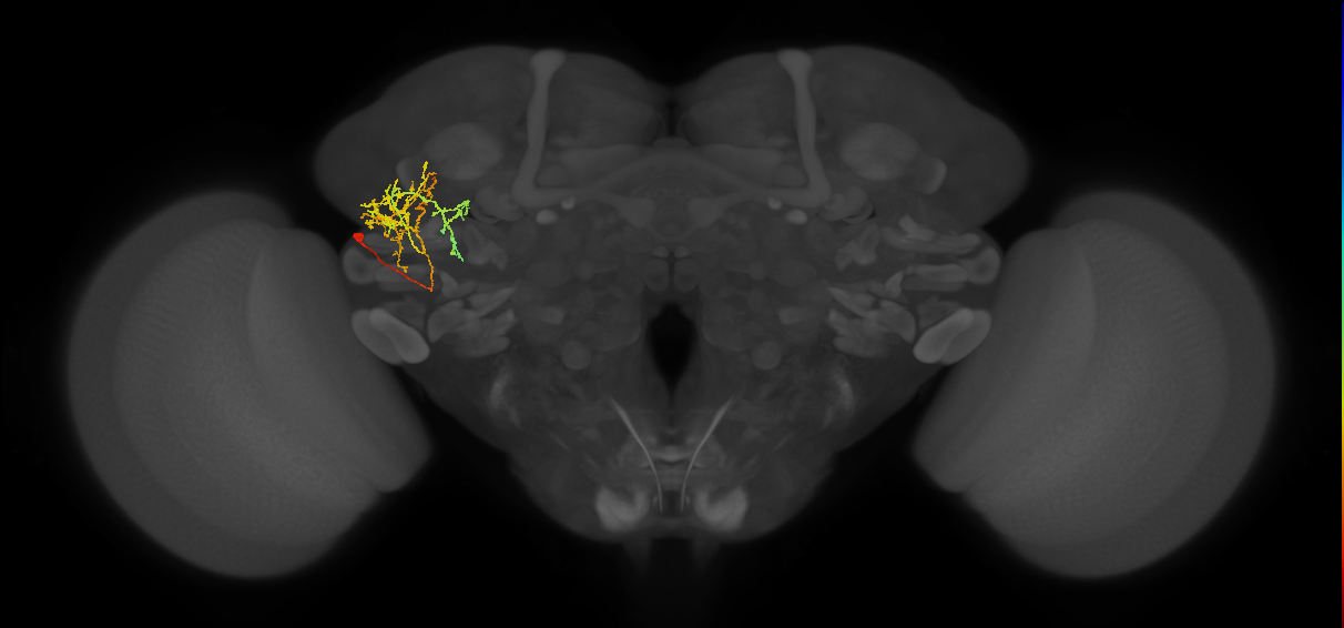 adult VLPp&l1 lineage neuron