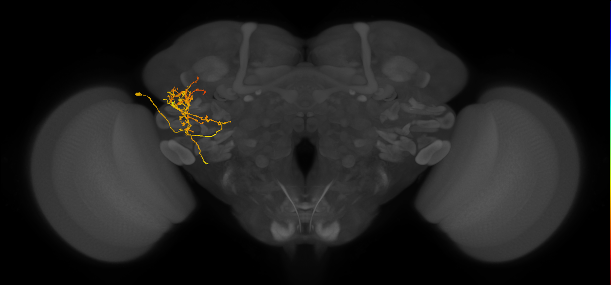 LHPV3b1_a_L (MaleCNS:46894)