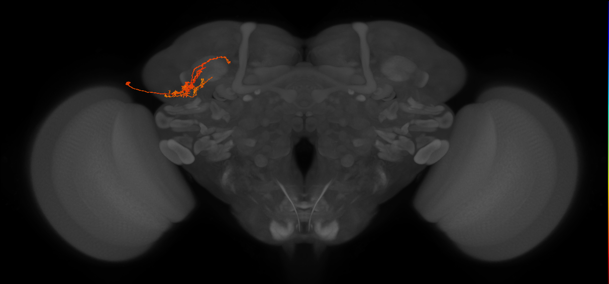 LHPV4c1_b_L (MaleCNS:47089)