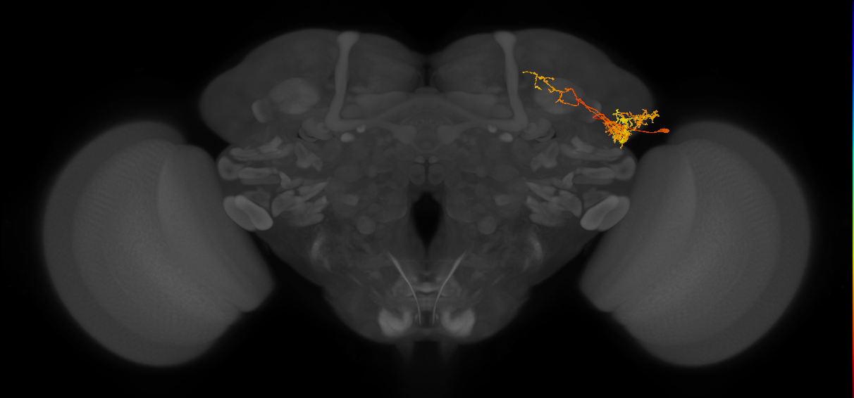 LHPV4g1_R (MaleCNS:42074)