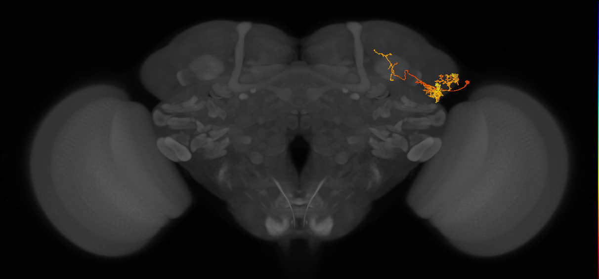 LHPV4g1_R (MaleCNS:47932)