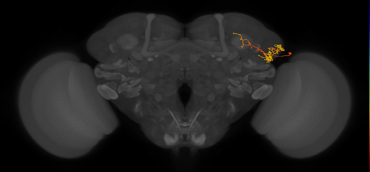 LHPV4g1_R (MaleCNS:62771)