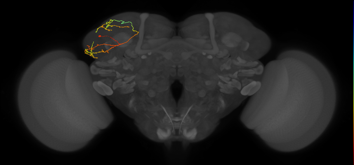 LHPV5b1_L (MaleCNS:201597)
