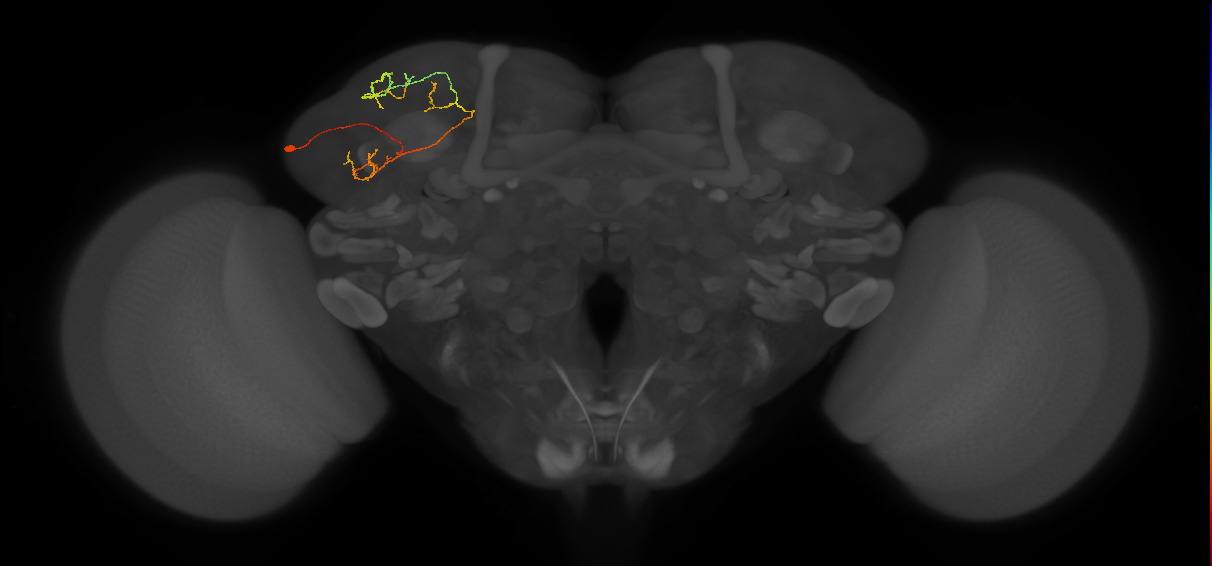 LHPV5b1_L (MaleCNS:916034)