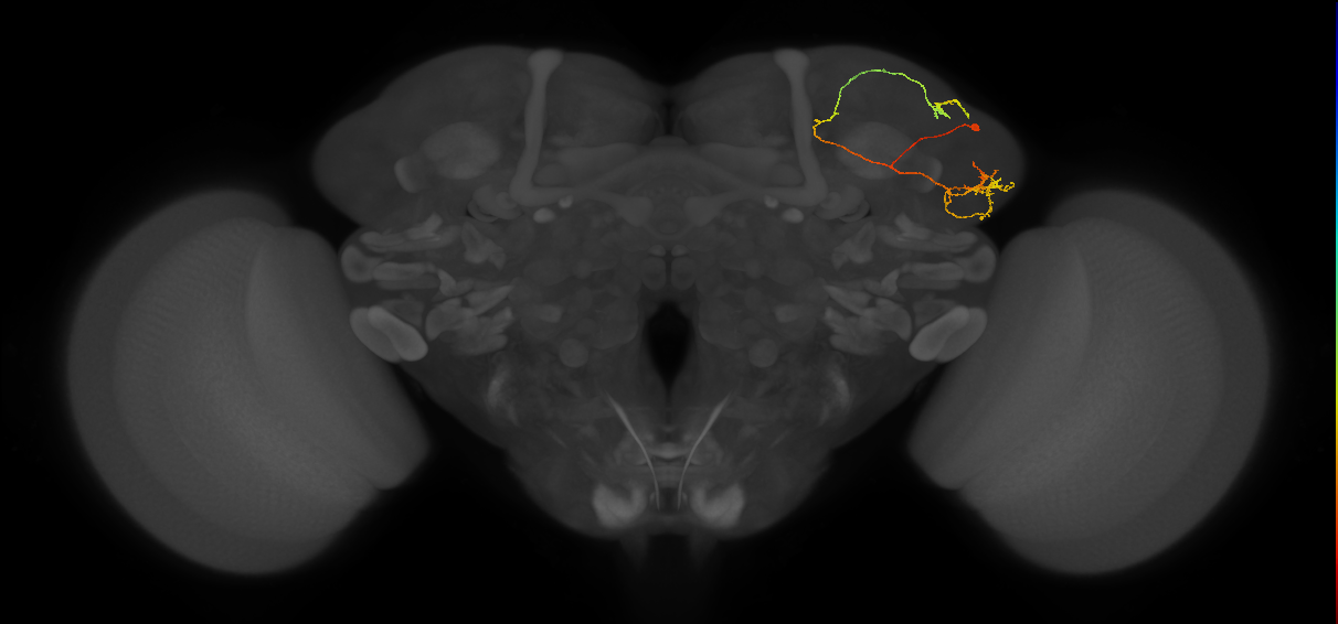 LHPV5b2_R (MaleCNS:112062)