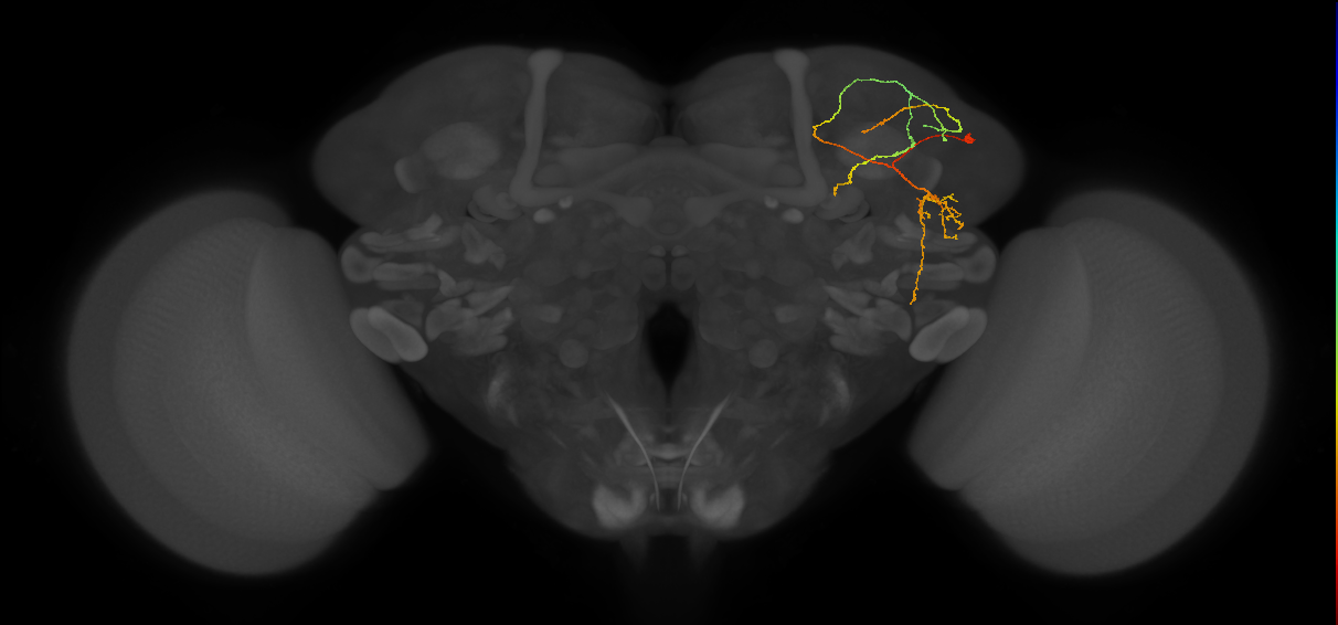 LHPV5b3_R (MaleCNS:166594)
