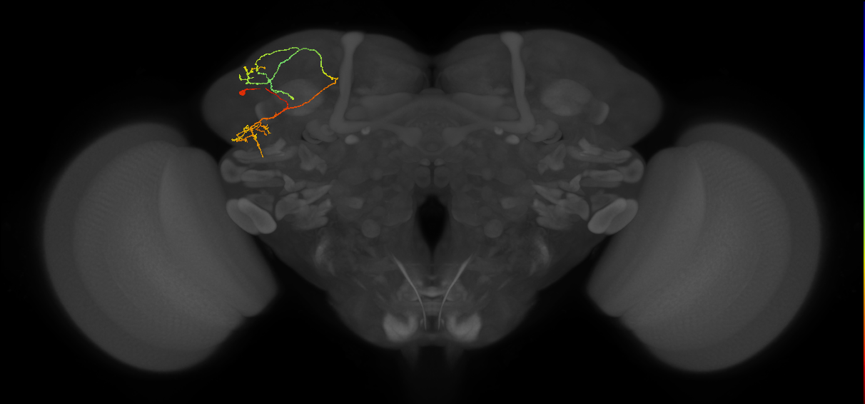 LHPV5b3_L (MaleCNS:153106)