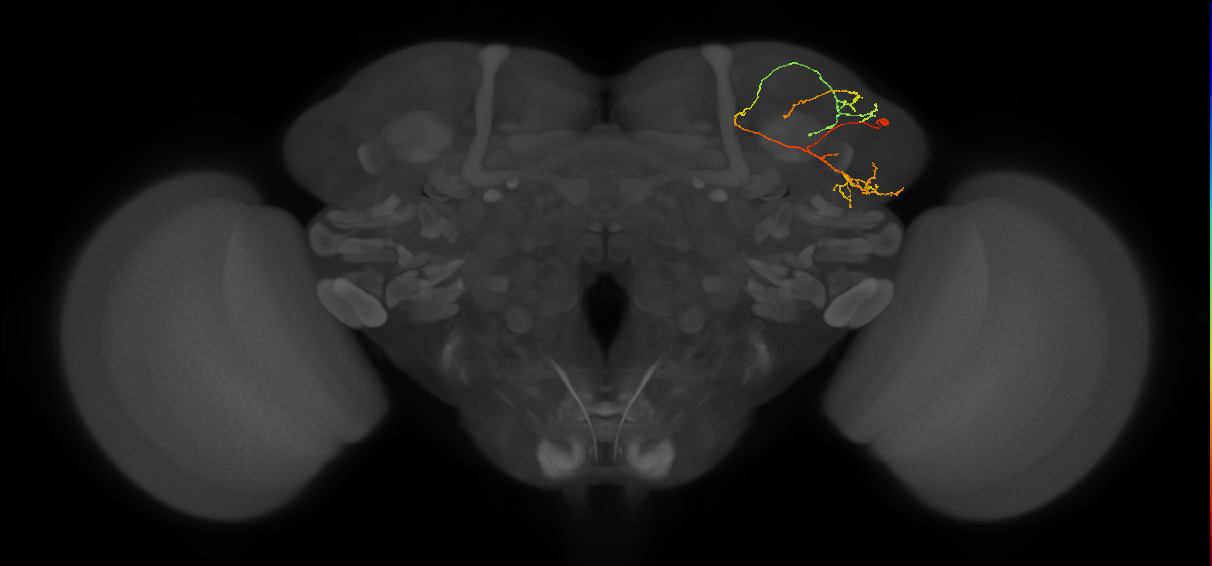 LHPV5b3_R (MaleCNS:59843)
