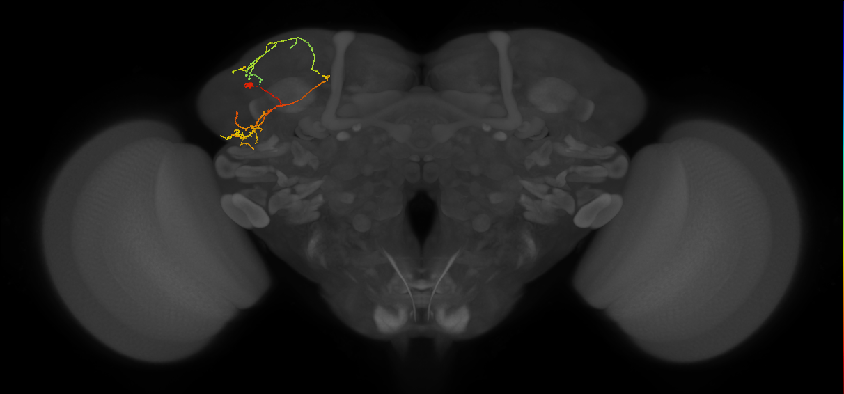 LHPV5b3_L (MaleCNS:147530)