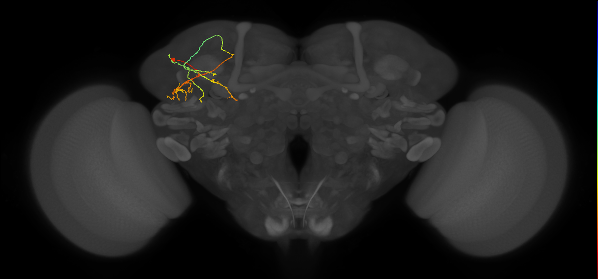LHPV5b3_L (MaleCNS:153577)