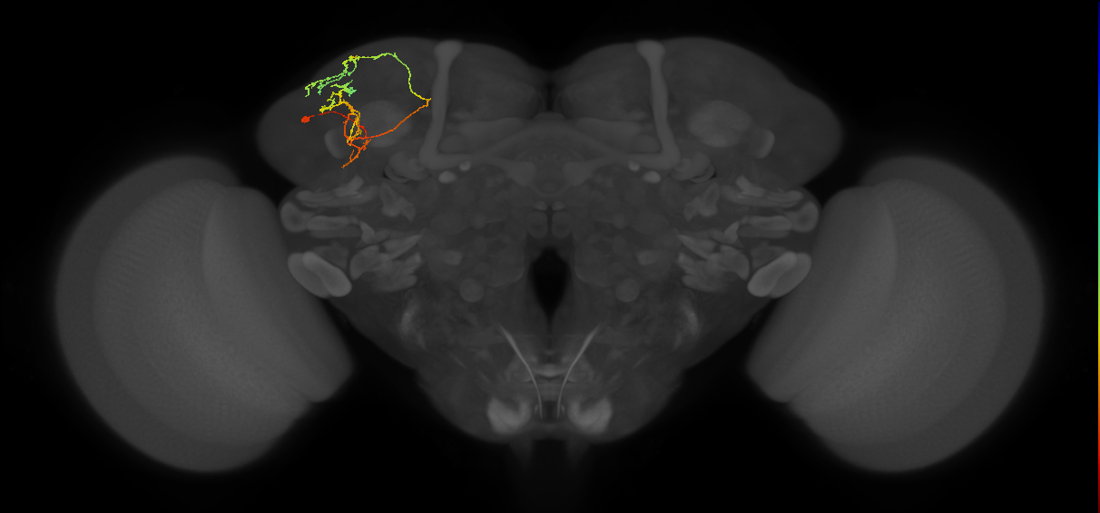 LHPV5b6_L (MaleCNS:142147)