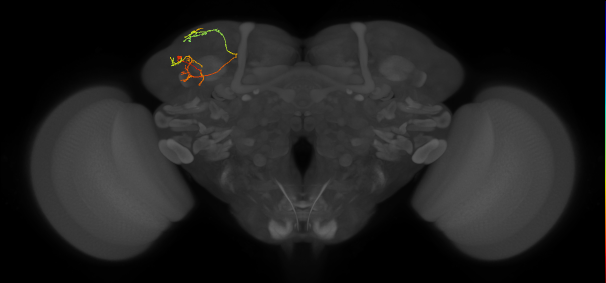 LHPV5b6_L (MaleCNS:147992)