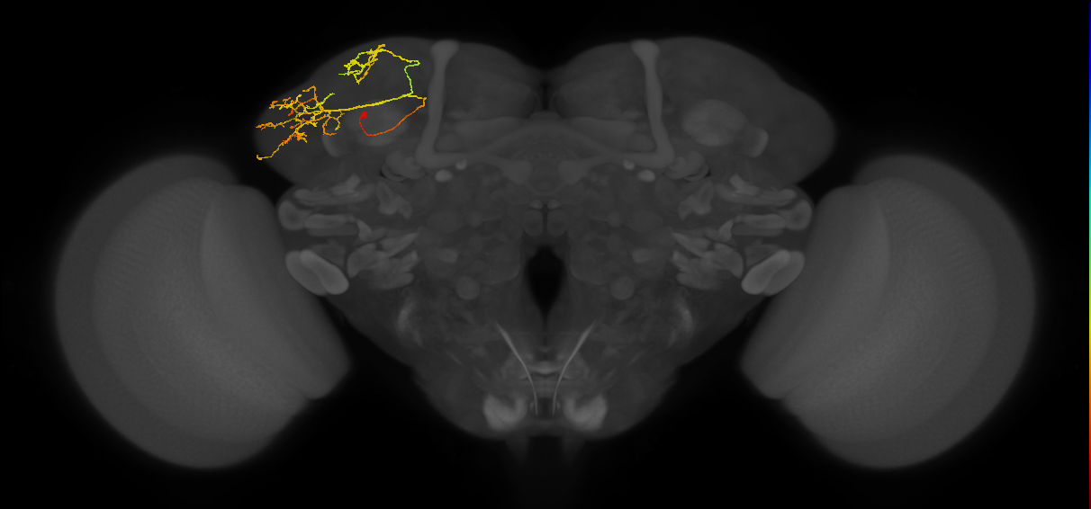 adult DL1 lineage neuron